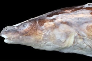 Gymnotiformes