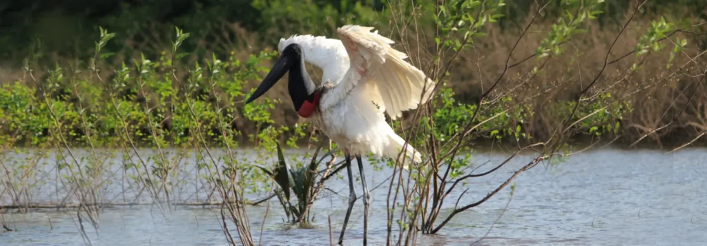 Jabiru Stork spreading its wings in the wetlands on a Guyana birding tour