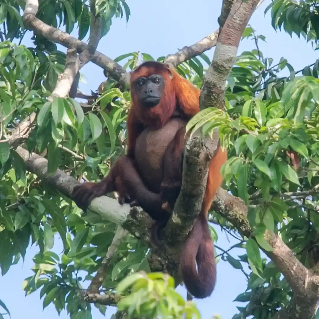 imgi_36_Wildlife-1